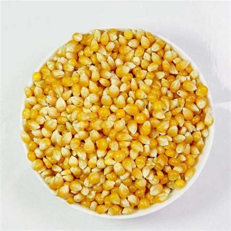 Maïs pop corn  (~250 gr)