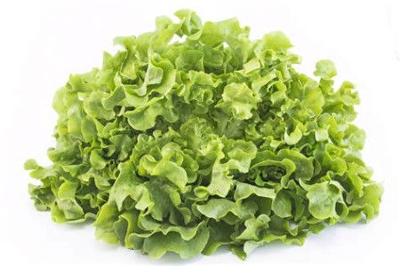 Salade feuille de chène  (pc)