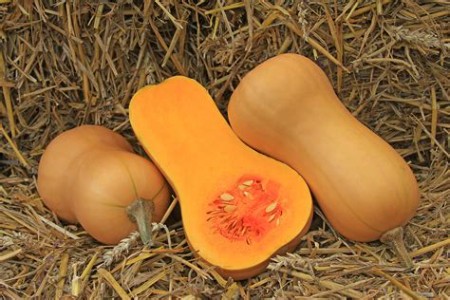 Courges butternut (1 à 1,5Kg)  (pc)