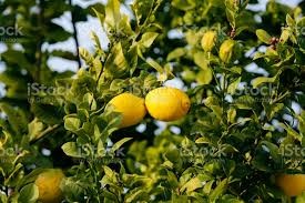 Citrons  (kg)