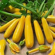 Courgettes jaunes  (kg)