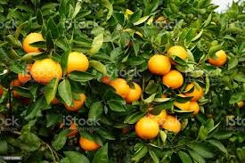 Oranges de montagne  (kg)