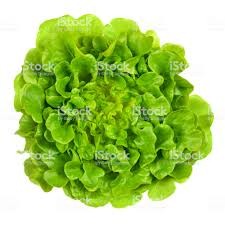 Salade feuille de chène verte  (pc)